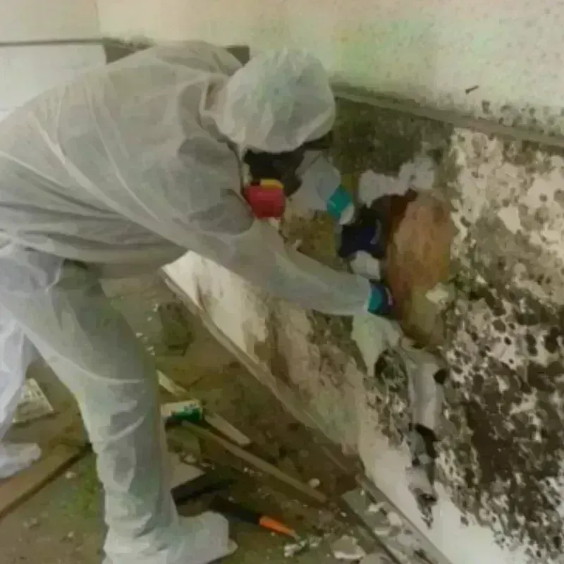 Mold Remediation and Removal in Scott County, TN